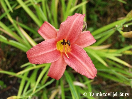 Hemerocallis Hybrida-Ryhm 'Pink Damask'
